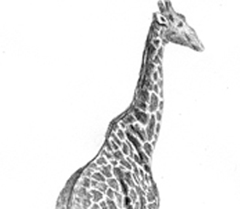 giraffe drawing