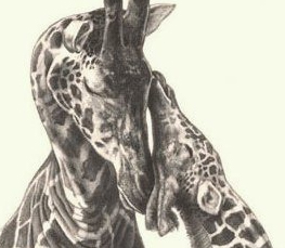 giraffe drawing